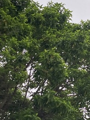 Syzygium samarangense