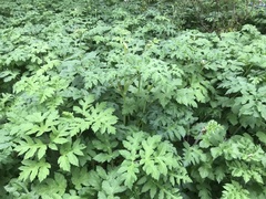 Heracleum sphondylium