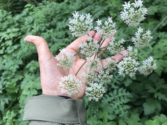 Heracleum sphondylium