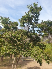 Dais cotinifolia