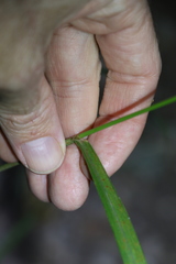 Digitaria parviflora