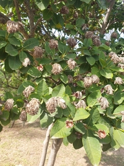 Dais cotinifolia