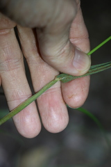 Digitaria parviflora