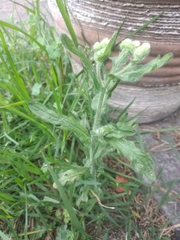 Erigeron variifolius