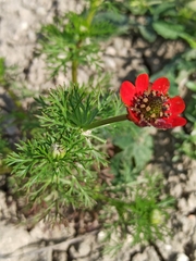Adonis flammea