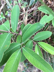 Cratoxylum