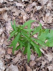 Ranunculus cassubicus