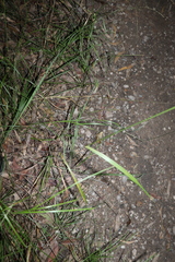 Digitaria parviflora