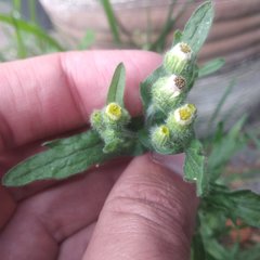 Erigeron variifolius