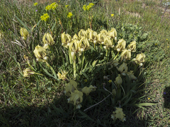 Iris suaveolens