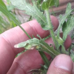 Erigeron variifolius