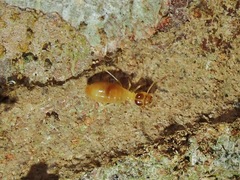 Microcerotermes