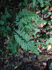Pteris semipinnata