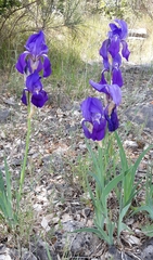 Iris pallida illyrica