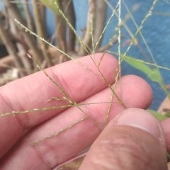 Digitaria bicornis
