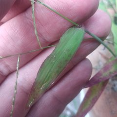 Digitaria bicornis