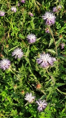 Carthamus caeruleus