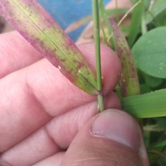 Digitaria bicornis