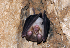 Rhinolophus euryale
