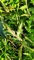 Carthamus caeruleus