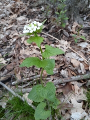 Alliaria petiolata