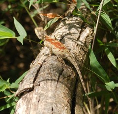 Agama mossambica