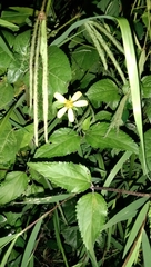 Wollastonia biflora