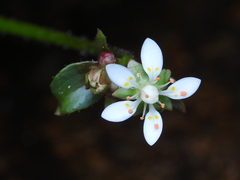 Micranthes stellaris