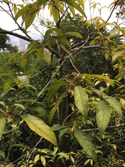 Clerodendrum cyrtophyllum