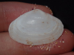 Mactrotoma antecedens