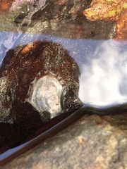 Striostrea margaritacea