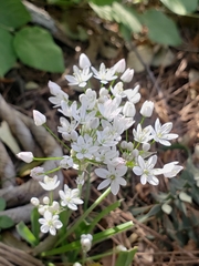 Allium trifoliatum