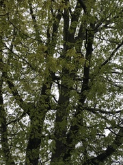 Quercus