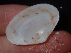 Mactrotoma antecedens