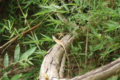 Agama mossambica