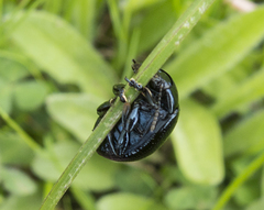 Chrysolina vernalis