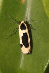 Thysanoptyx