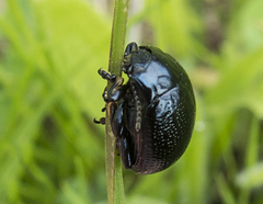 Chrysolina vernalis