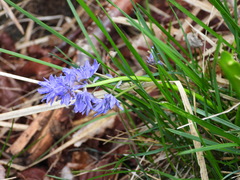 Hyacinthoides italica