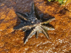 Scutellastra longicosta