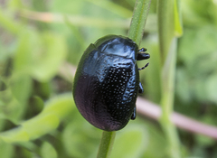 Chrysolina vernalis