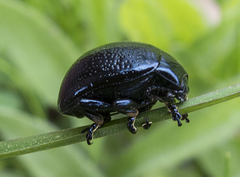 Chrysolina vernalis