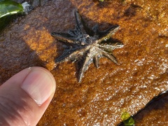 Scutellastra longicosta