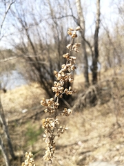 Artemisia