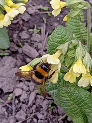 Bombus