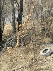 Artemisia