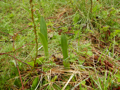 Platanthera unalascensis