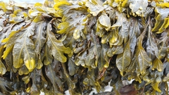 Fucus serratus