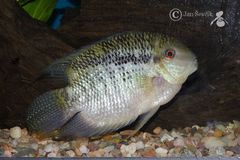 Barred Cichlid photo 4