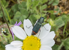 Haplomalachius flabellatus